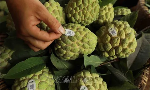 Sửa đổi Luật Chất lượng sản phẩm hàng hóa đảm bảo phù hợp thực tiễn