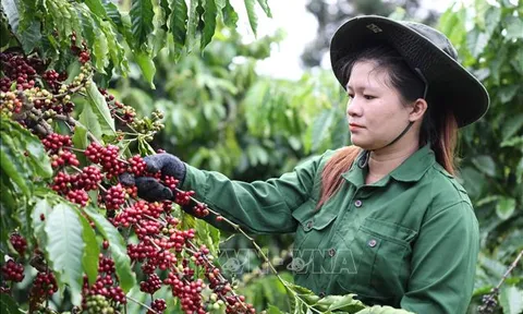 Thủ tướng Chính phủ chỉ đạo về phát triển ngành cà phê và ngành tôm