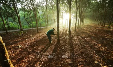Quy định việc lập phương án sử dụng đất đối với công ty nông, lâm nghiệp