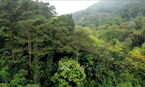 Tăng cường công tác quản lý, bảo vệ và phát triển rừng