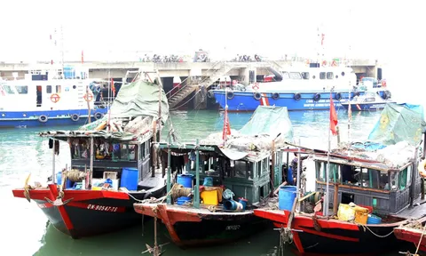 Liên tiếp bắt giữ tàu khai thác hải sản trái phép trên vịnh Hạ Long