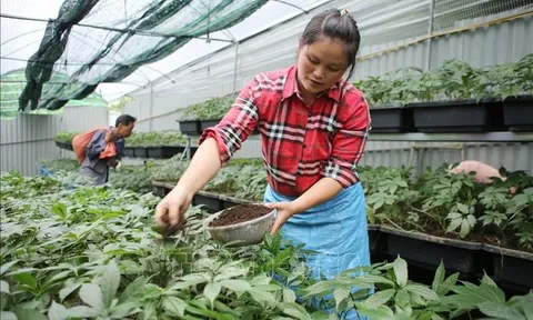 Thủ tướng chỉ đạo tháo gỡ khó khăn trong xuất khẩu dược liệu
