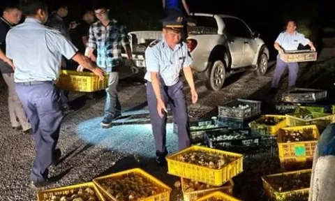 Xử lý nghiêm việc nhập lậu giống vật nuôi