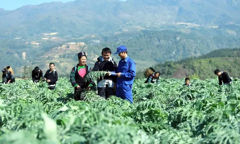 Đề xuất nguyên tắc nuôi, trồng phát triển, thu hoạch cây dược liệu trong rừng