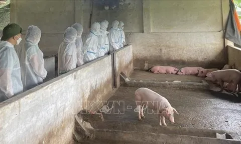 Thủ tướng yêu cầu thực hiện nghiêm các biện pháp phòng, chống dịch tả lợn châu Phi