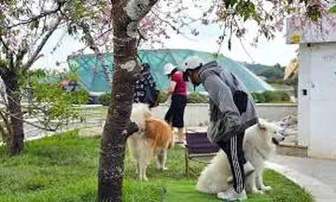 Hành vi ngược đãi chó mèo bị phạt như thế nào?