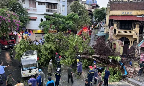 Các biện pháp phòng, tránh tai nạn cây đổ do ảnh hưởng của mưa bão