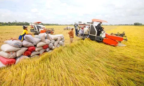 Chính phủ ban hành chính sách hỗ trợ bảo vệ đất trồng lúa