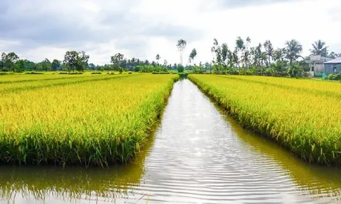 Quy định mới về chuyển đổi cơ cấu cây trồng, vật nuôi trên đất trồng lúa