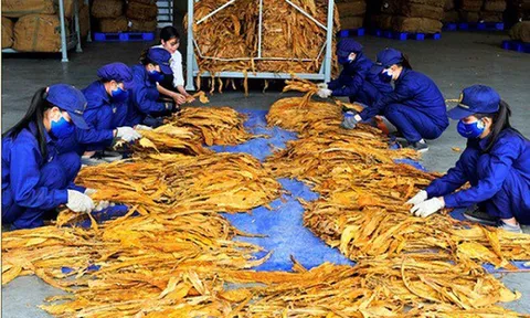 Đề xuất hạn ngạch thuế quan nhập khẩu thuốc lá nguyên liệu năm 2025