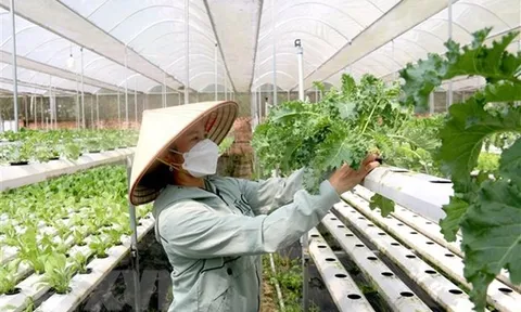 Chính sách hỗ trợ phát triển tổ hợp tác, hợp tác xã, liên hiệp hợp tác xã