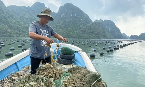 Công điện của Thủ tướng Chính phủ về đẩy mạnh khôi phục sản xuất nông nghiệp sau bão số 3