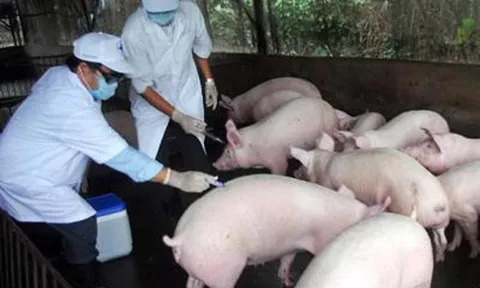 Xử lý nghiêm các trường hợp buôn bán, vận chuyển lợn bệnh, không rõ nguồn gốc xuất xứ