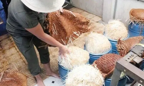 Khởi tố các đối tượng dùng chất cấm để làm giá đỗ