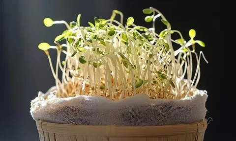 Thực phẩm sạch thực phẩm bẩn