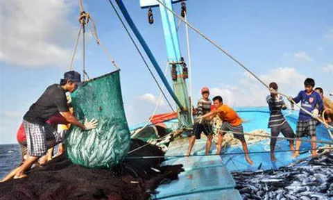 Nghiêm túc xử lý vi phạm khai thác thủy sản