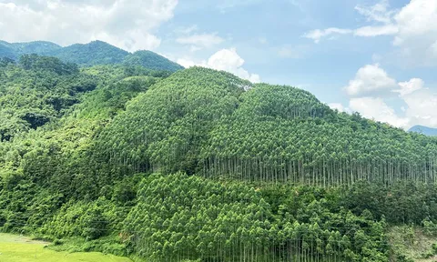 Sửa quy định về kinh phí thực hiện Chương trình Phát triển lâm nghiệp bền vững