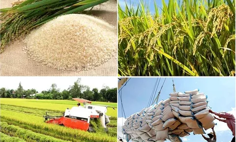 Thủ tướng chỉ đạo khẩn trương thực hiện các giải pháp đảm bảo cân đối cung cầu lúa gạo