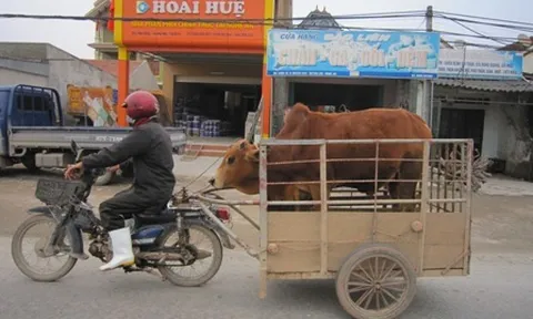 Hành vi điều khiển xe vật nuôi kéo vi phạm giao thông sẽ bị xử lý như thế nào?