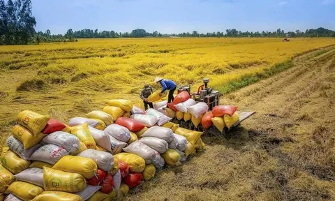 Thành lập đoàn kiểm tra liên ngành về xuất khẩu gạo