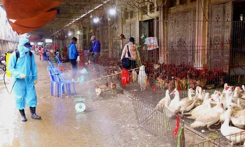 Công điện của Thủ tướng Chính phủ về việc triển khai đồng bộ, quyết liệt, có hiệu quả các giải pháp phòng, chống dịch bệnh gia súc, gia cầm