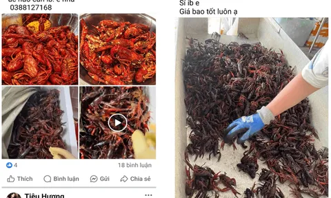 Cảnh giác với hành vi lôi kéo kinh doanh, buôn bán 'Tôm hùm đất' trên mạng
