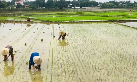 Theo quy định mới nhất, đất nông nghiệp hết hạn sử dụng có bị thu hồi không?