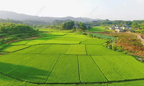 Trường hợp nào chuyển mục đích sử dụng đất không phải xin phép?