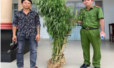 Phát hiện đối tượng trồng trái phép cây cần sa ở Đồng Nai