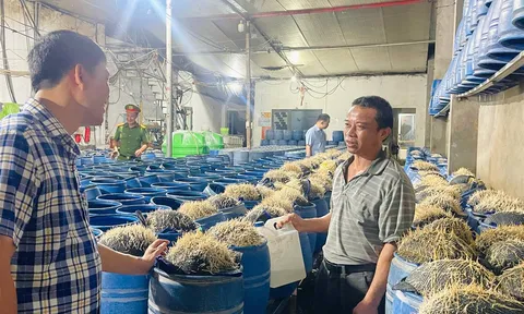 Khởi tố 3 đối tượng dùng hóa chất độc hại để sản xuất giá đỗ