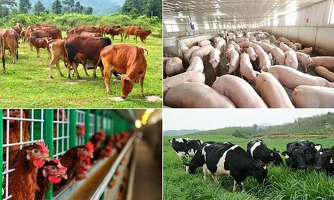 Hỗ trợ cơ sở sản xuất có động vật buộc phải tiêu hủy do dịch bệnh