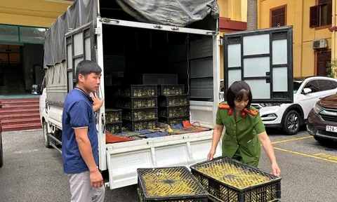 Lạng Sơn: Tạm giữ 6.000 con vịt giống không rõ nguồn gốc