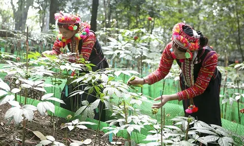 Quy định mới về nuôi, trồng, thu hoạch cây dược liệu trong rừng