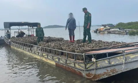 Bắt đối tượng chở lậu 4 tấn hàu từ Trung Quốc về Việt Nam tiêu thụ
