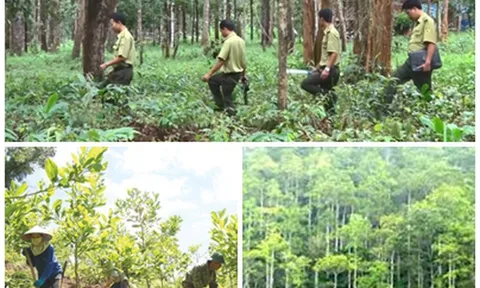 Hoàn thiện hàng lang pháp lý về xử phạt vi phạm hành chính trong lĩnh vực lâm nghiệp