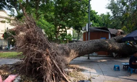 Cây xanh gãy đổ làm thiệt hại về người hoặc tài sản thì bồi thường thế nào?