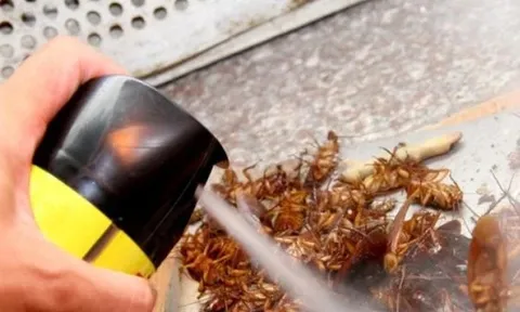Dự kiến danh mục hóa chất không được sử dụng trong chế phẩm diệt côn trùng, diệt khuẩn