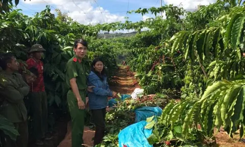 Bắt người phụ nữ trộm cắp cà phê của hàng xóm