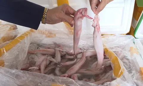 Phía sau 10 tấn cá bị tẩm chất độc