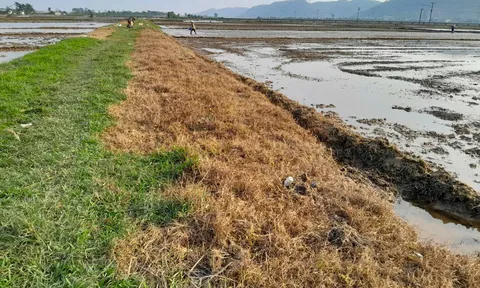 Khi vùng an toàn thực phẩm… không còn an toàn