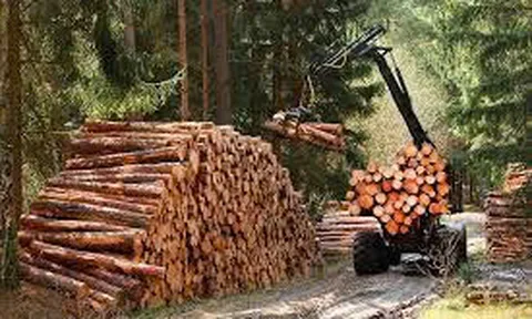 Hướng dẫn xác định nghĩa vụ thuế GTGT đối với lâm sản đã qua sơ chế