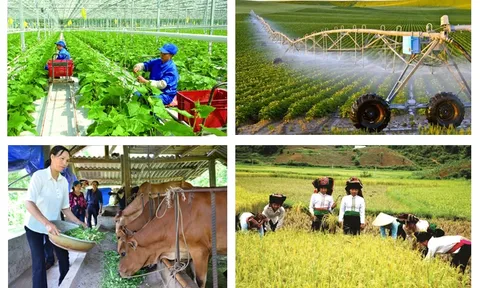 Đề xuất nâng mức hỗ trợ bảo hiểm nông nghiệp