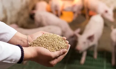 Kinh doanh thức ăn chăn nuôi có phải kê khai thuế GTGT?