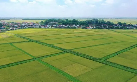 Vượt hạn mức đất nông nghiệp, có phải làm thủ tục thuê đất?
