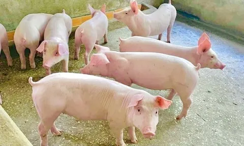 Kinh doanh heo hơi nguyên con tính thuế GTGT như thế nào?