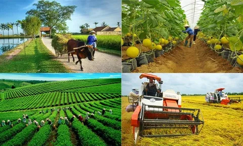 Tổ hợp tác đáp ứng các tiêu chí quy định có thể hưởng chính sách hỗ trợ như hợp tác xã