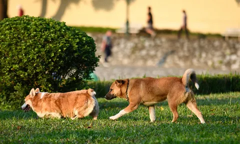 Không đeo rọ mõm cho chó ở nơi công cộng bị phạt tới 2 triệu đồng