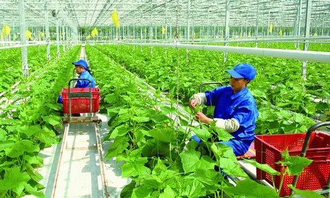 Chính sách về khuyến nông