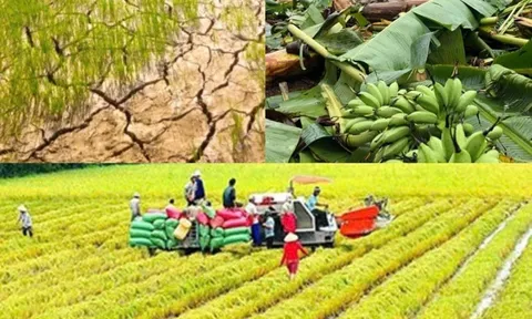 Nâng mức hỗ trợ phí bảo hiểm nông nghiệp