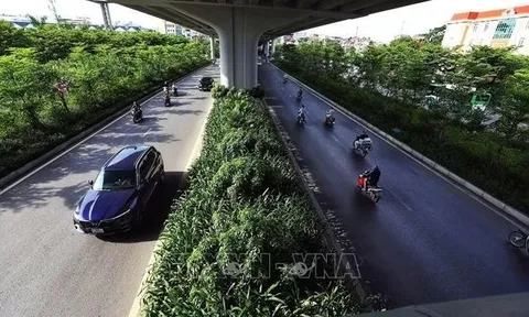 Hà Nội quy định 18 loại cây cấm trồng, 33 loại cây được trồng nơi công cộng